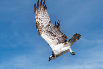 Osprey in Eleven Mile Canyon