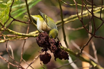 Closeup shot of a green warbler bird pecking at dry buds on a tree