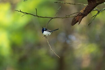 Selective focus shot of a wren bird perched on a tree branch