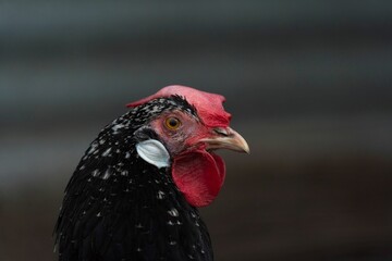 Selective focus shot of a black spotted chicken with a red comb