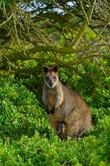 Brown wallaby standing amongst lush green foliage in its natural outdoor habitat