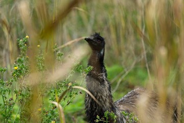 Selective focus shot of a black emu on a grassy field under rainfall