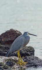 White-cheeked heron (Egretta novaehollandiae) perched atop a rocky shoreline by a lake