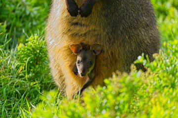 Female kangaroo and her joey in their natural environment