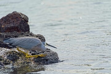Obraz premium White-cheeked heron (Egretta novaehollandiae) perched atop a rocky shoreline by a lake