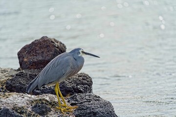 White-cheeked heron (Egretta novaehollandiae) perched atop a rocky shoreline by a lake