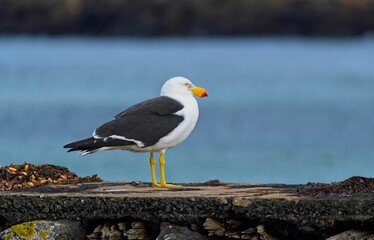 Pacific gull (Larus pacificus) perched on the shore
