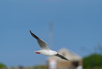 Pacific gull (Larus pacificus) soaring gracefully over a stunning sea