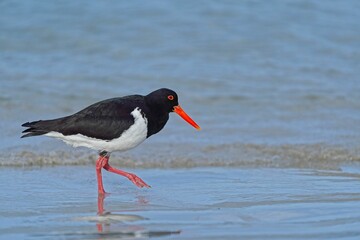 New Zealand piebald oystercatcher (Haematopus finschi) standing on a pristine sandy beach