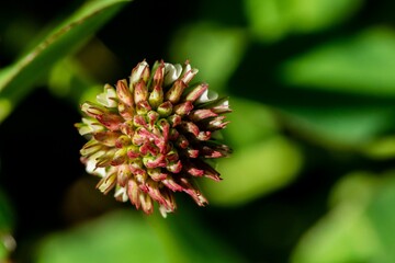 Vibrant close-up shot of a Strawberry clover (Trifolium fragiferum)