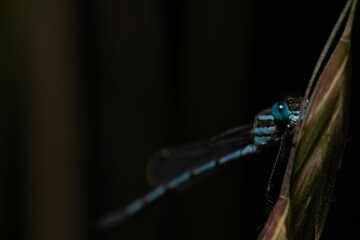 Vibrant blue and black dragonfly perched atop a tall green stem