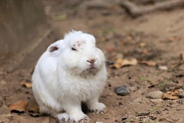 rabbit hare in the nature