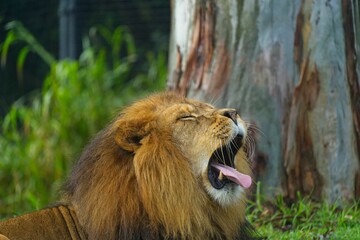 Juvenile African lion lies in the grass, its powerful jaws open in an alluring yawn