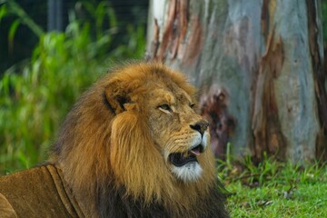 Juvenile African lion lies in the grass, its powerful jaws open in an alluring yawn