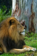 Juvenile African lion lies in the grass resting in the zoo