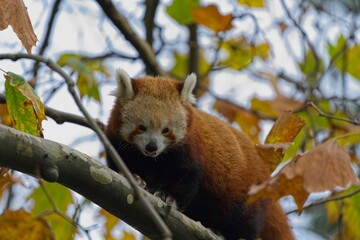 Small red pands perched atop a leafy tree branch, gazing into the horizon