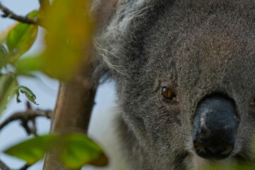 A close-up image of a koala bear perched on a tree branch in a lush bushland setting