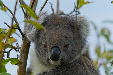 A close-up image of a koala bear perched on a tree branch in a lush bushland setting
