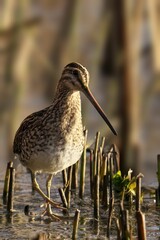 High-resolution close-up shot of a Common Snipe