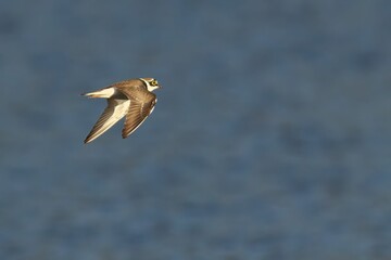 A Little Ringed Plover mid flight