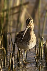 A closeup shot of a Common Snipe