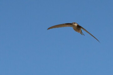 A Asian Palm Swift mid flight
