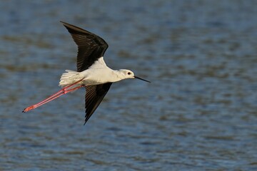 Image of a Black-Winged Stilt in mid-flight against a beautiful ocean