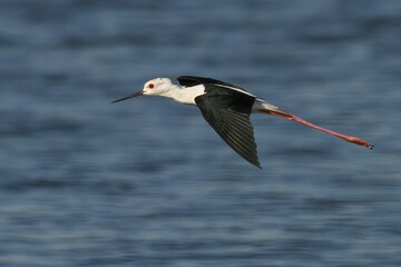Young Black-Winged Stilt is pictured in mid flight, its long legs stretched out