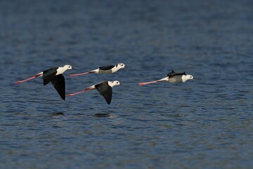 Stunning view of a flock of Black-Winged Stilts in mid-flight, soaring gracefully above the sea