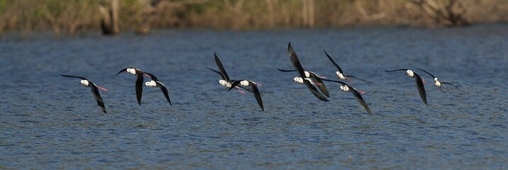Stunning view of a flock of Black-Winged Stilts in mid-flight, soaring gracefully above the sea