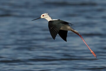 Young Black-Winged Stilt is pictured in mid flight, its long legs stretched out