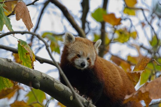 Small red pands perched atop a leafy tree branch, gazing into the horizon