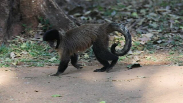 Wild capuchin monkeys roaming in a protected environment. Video 4k