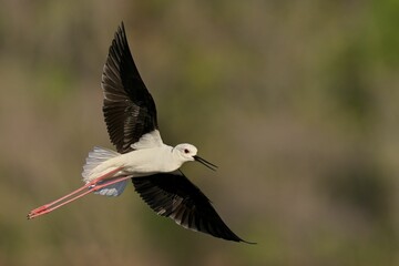 Black-Winged Stilt in flight on blurred background