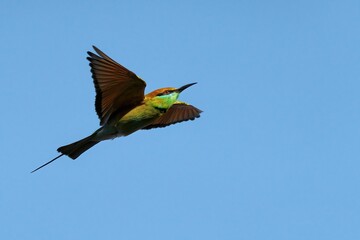 Green bee eater flying in blue sky