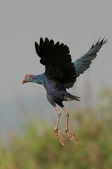 Grey-headed Swamphen flying on blurred background