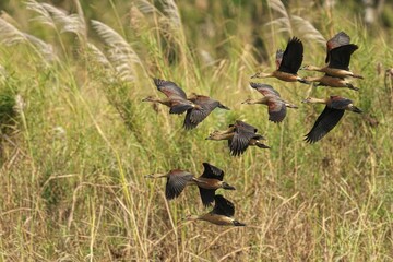 Flock of Lesser Whistling-Ducks in flight over grass