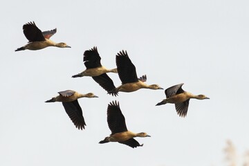 Flock of Lesser Whistling-Ducks flying in sky