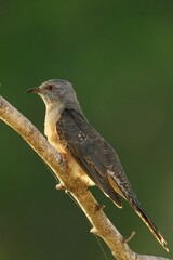 Male Plaintive Cuckoo perching on tree branch