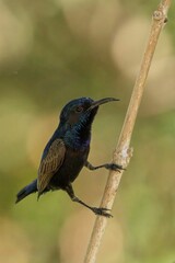 Purple Sunbird perching on tree branch