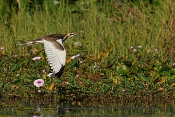 View of Pheasant-Tailed Jacana flying over lake