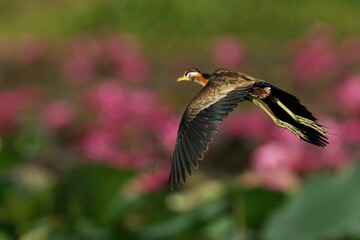 Bronze winged Jacana flying on blurred background