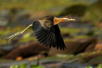 Bronze winged Jacana flying on blurred background