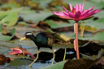 Bronze winged Jacana standing in lake