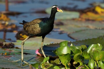 Bronze winged Jacana standing in lake