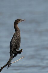 Cormorant perching on tree branch