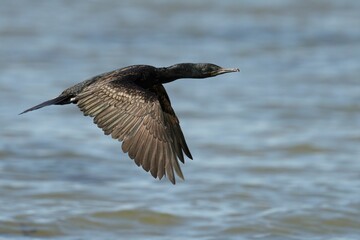 Cormorant flying over lake
