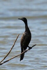 Cormorant perching on tree branch
