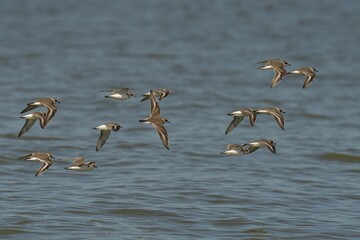 Flock of kentish Plover soaring over the lake on a sunny day