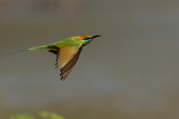 Closeup shot of the Green Bee Eater in flight with a blurred background
